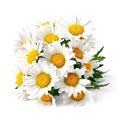 Fresh and delicate daisy bouquet with vibrant colors, isolated on white. Aesthetic and elegant floral composition. Generative AI