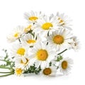 Fresh and delicate daisy bouquet with vibrant colors, isolated on white. Aesthetic and elegant floral composition. Generative AI