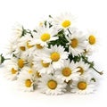 Fresh and delicate daisy bouquet with vibrant colors, isolated on white. Aesthetic and elegant floral composition. Generative AI