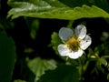 fresh delicate white strawberry flower in the garden Royalty Free Stock Photo