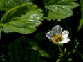 fresh delicate white strawberry flower in the garden Royalty Free Stock Photo