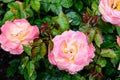 Fresh delicate light pink roses and blurred green leaves in a garden in a sunny summer day, beautiful outdoor floral background Royalty Free Stock Photo