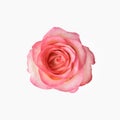 Fresh delicate rose of pink color, isolated on a white background Royalty Free Stock Photo