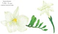 Fresh delicate white freesia two flowers