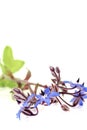 Fresh delicious blue Borage Royalty Free Stock Photo