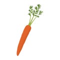 Fresh delicious carrot isolated icon