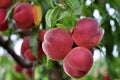 Fresh and delicious organic peaches on the branch Royalty Free Stock Photo