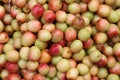 Fresh and delicious Red jujube fruits, Chinese date