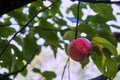 Fresh and delicious red with small yellow-green spots apple on a stick with green leaves. Royalty Free Stock Photo