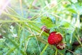 Fresh Delicious Ripe Red Strawberries Growing in a Strawberry Farm. Strawberry Picking Season. Summer Strawberries with Vitamins Royalty Free Stock Photo