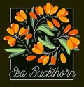 Fresh delicious ripe sea buckthorn berries vector flat illustration on dark, natural diet food vegetation tasty eating, forest