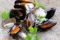 Fresh delicious seafood mussels Royalty Free Stock Photo