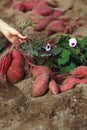 Fresh and delicious sweet potatoes and shoots dug up from the sweet potato fields during the fall harvest season. Royalty Free Stock Photo