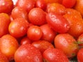 Fresh, delicious and tasty tomatoes and fennel