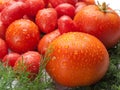 Fresh, delicious and tasty tomatoes and fennel
