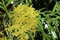 Fresh dendrobium yellow flower orchid trees with green leaves hanging on big tree. Beautiful blooming flora decoration in botany g Royalty Free Stock Photo