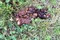 A fresh deposit of bear poo