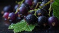 Fresh dew-covered blackcurrants on leaf with dark background Royalty Free Stock Photo