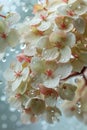 Fresh Dew Drops on Delicate White Hydrangea Flowers with Red Centers on a Soft Blue Background