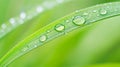 Fresh Dew Drops on Green Grass Blade in Morning Light Macro Nature Background Royalty Free Stock Photo