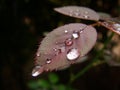 Fresh dew drops on rose flower leaf. Royalty Free Stock Photo