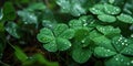 Fresh dew drops on vibrant green clover leaves Royalty Free Stock Photo