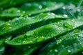 Fresh Dew Drops on Vibrant Green Leaves in Natural Morning Light for Calm Backgrounds or Eco Themes Royalty Free Stock Photo