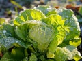 Fresh Dew Drops on Vibrant Green Lettuce Leaves in Sunlit Garden Natural Organic Vegetables, Healthy Eating Concept Royalty Free Stock Photo