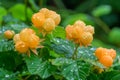 Fresh Dew Drops on Vibrant Yellow Cloudberry Fruit and Green Leaves in Natural Setting