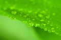 Fresh dew on green leaf Royalty Free Stock Photo