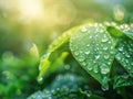 Fresh Dew on Green Leaves in Morning Light Royalty Free Stock Photo