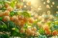 Fresh Dew Kissed White Raspberries on Lush Green Bush at Golden Sunrise Nature\'s Bounty Concept