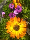 Fresh dew on perfect, bright daisies in the garden