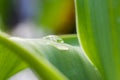 Background, wallpaper, flower, nature, blur, close-up, macro, spring, abstract, water drop, green, leaf, waterdrop, dew, reflectio