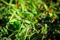 Fresh Dews on Grass Royalty Free Stock Photo