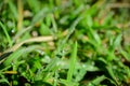 Fresh Dews on Grass Royalty Free Stock Photo