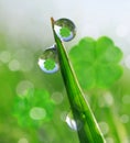 Fresh dewy green grass with clover leaf. Royalty Free Stock Photo