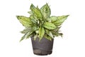 Fresh dieffenbachia in black plastic pot isolated on white background.