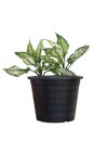 Fresh Dieffenbachia or Dumb cane growing in black plastic pot isolated on white background.