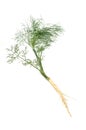 Fresh Dill Royalty Free Stock Photo