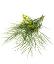 Fresh Dill Royalty Free Stock Photo