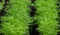 Fresh dill Anethum graveolens growing on the herb patch. Gardening