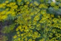 Fresh dill Anethum graveolens growing on the vegetable bed. Annual herb, family Apiaceae. Growing fresh herbs. Green plants in