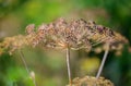 Fresh dill Anethum graveolens growing on the vegetable bed. Annual herb, family Apiaceae. Growing fresh herbs. Green plants in