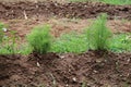 Fresh dill Anethum graveolens growing on the vegetable bed. Annual herb, family Apiaceae. Growing fresh herbs. Green plants Royalty Free Stock Photo