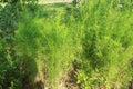 Fresh dill Anethum graveolens growing on the vegetable bed. Annual herb, family Apiaceae. Growing fresh herbs. Green plants Royalty Free Stock Photo