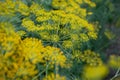 Fresh dill Anethum graveolens growing on the vegetable bed. Annual herb, family Apiaceae. Growing fresh herbs. Green plants in