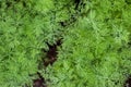 Fresh dill (Anethum graveolens) growing on the vegetable bed. Annual herb  family Apiaceae. Growing fresh herbs. Royalty Free Stock Photo