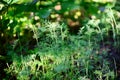 Fresh dill Anethum graveolens growing on the vegetable bed. Royalty Free Stock Photo