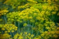 Fresh dill (Anethum graveolens) growing on the vegetable bed. Annual herb, family Apiaceae. Growing fresh herbs. Royalty Free Stock Photo